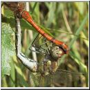 Sympetrum striolatum - Grosse Heidelibelle 08.jpg